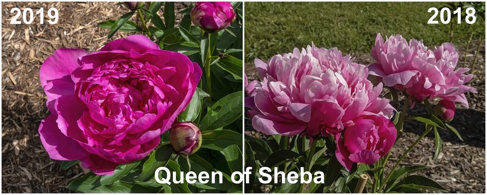 Photo of Peony (Paeonia lactiflora 'Queen of Sheba') uploaded by arctangent