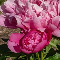 Location: Peony Garden at Nichols Arboretum, Ann Arbor, Michigan
Date: 2018-06-04
A typical rich pink bud next to an atypically pale pink bloom