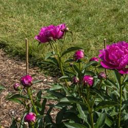 Location: Peony Garden at Nichols Arboretum, Ann Arbor, Michigan
Date: 2019-06-08
A young plant (planted fall 2016), photographed in summer 2019