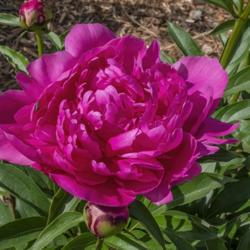 Location: Peony Garden at Nichols Arboretum, Ann Arbor, Michigan
Date: 2019-06-08
Much better color in this 2019 bloom than in any of the 2018 bloo