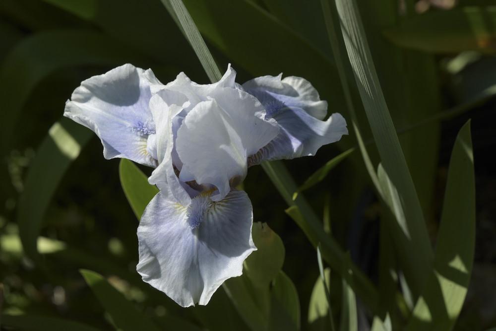 Photo of Standard Dwarf Bearded Iris (Iris 'Bombay Sapphire') uploaded by cliftoncat