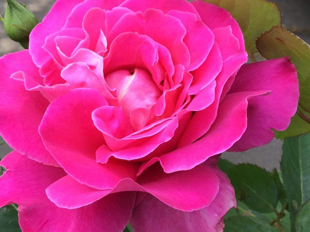 Photo of Roses (Rosa) uploaded by gardenfish