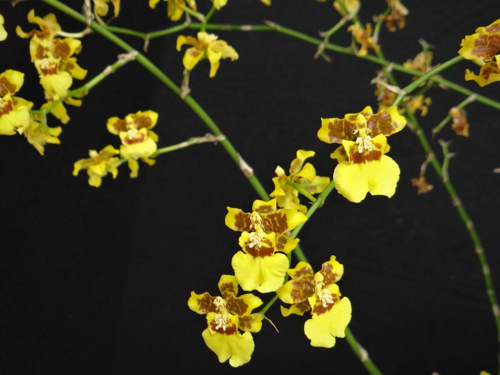 Photo of Golden Shower Orchid (Oncidium sphacelatum) uploaded by hawkarica