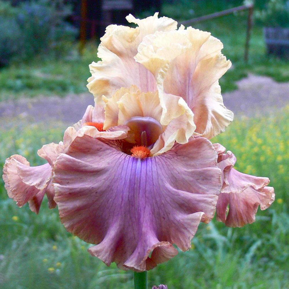 Photo of Tall Bearded Iris (Iris 'Glamazon') uploaded by janwax