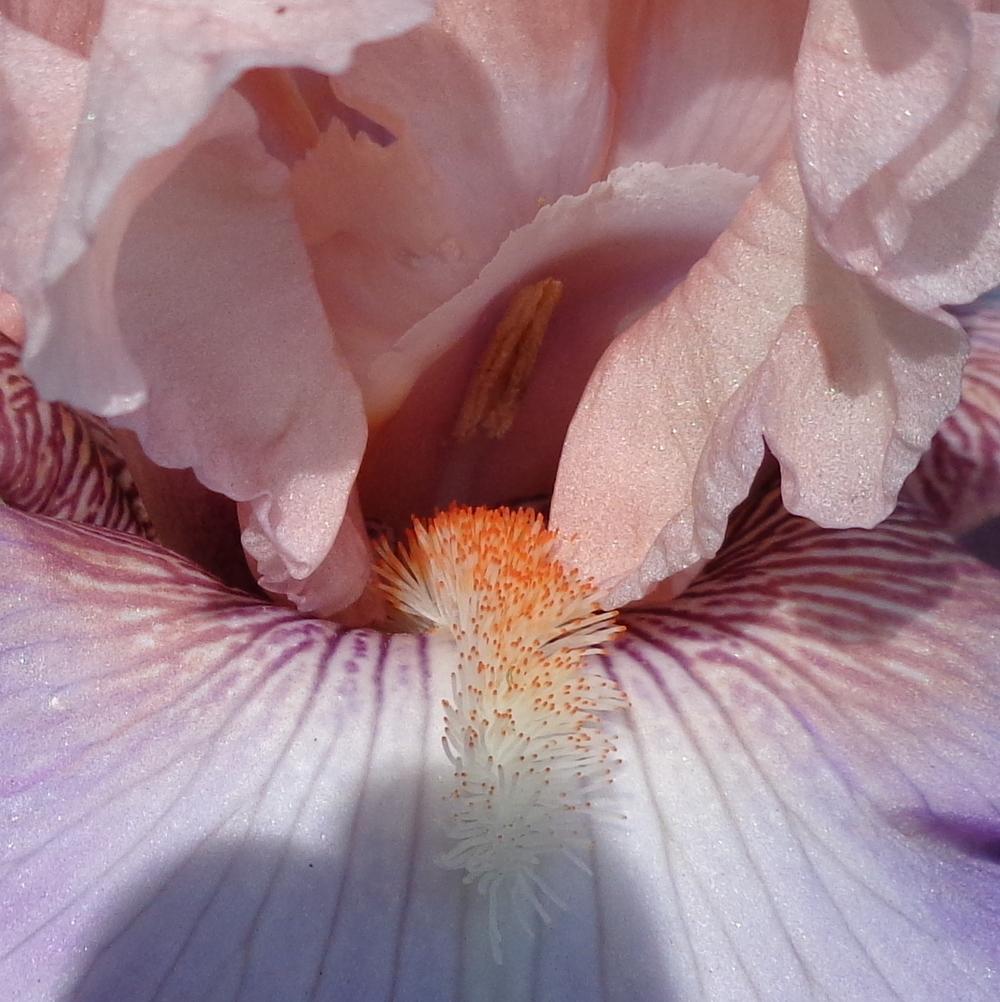 Photo of Tall Bearded Iris (Iris 'Loving You') uploaded by lovemyhouse