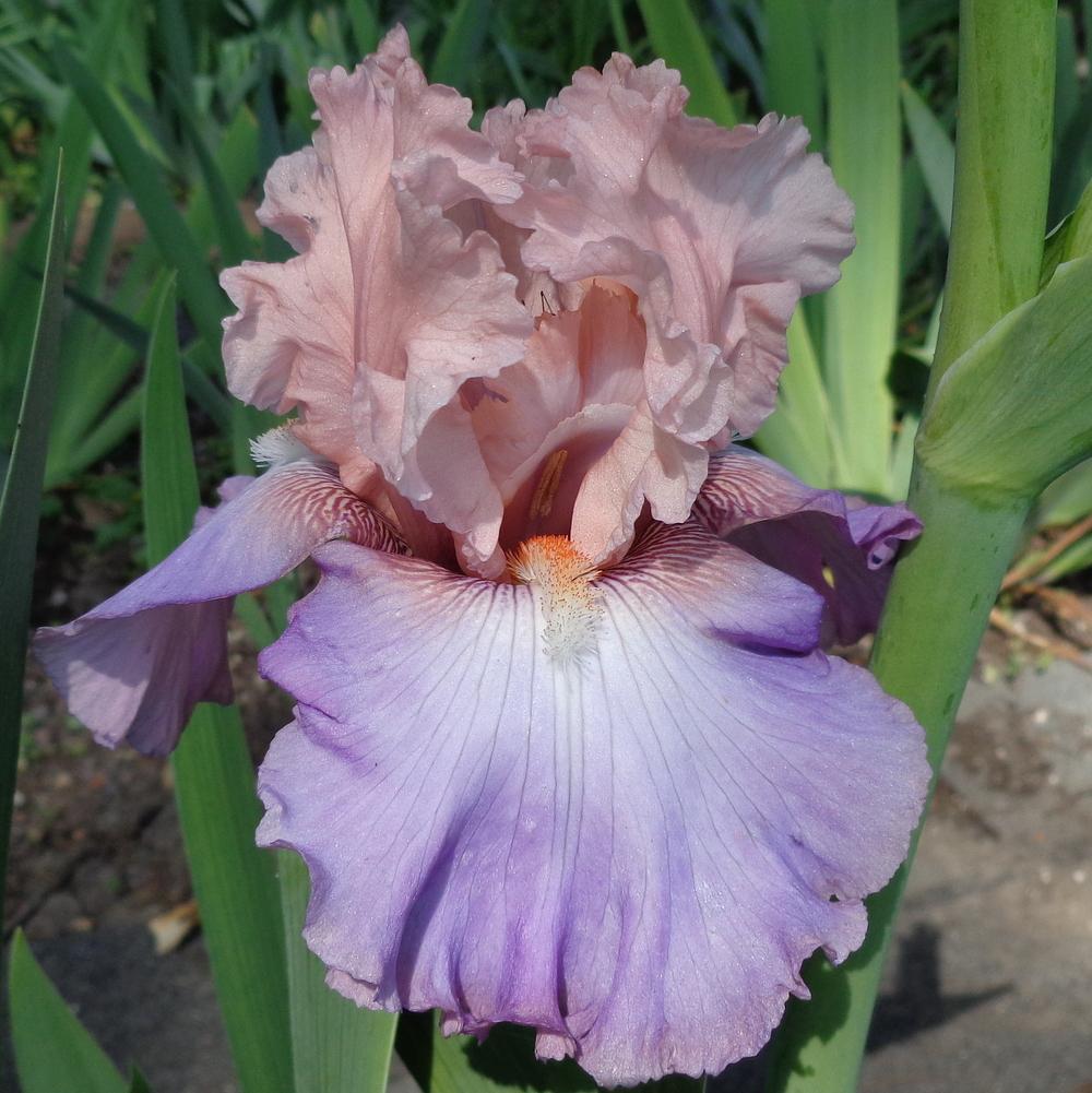Photo of Tall Bearded Iris (Iris 'Loving You') uploaded by lovemyhouse