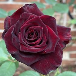 Location: Brandon, MS
Date: 2020-04-22
My beautiful black baccara rose looks like velvet!