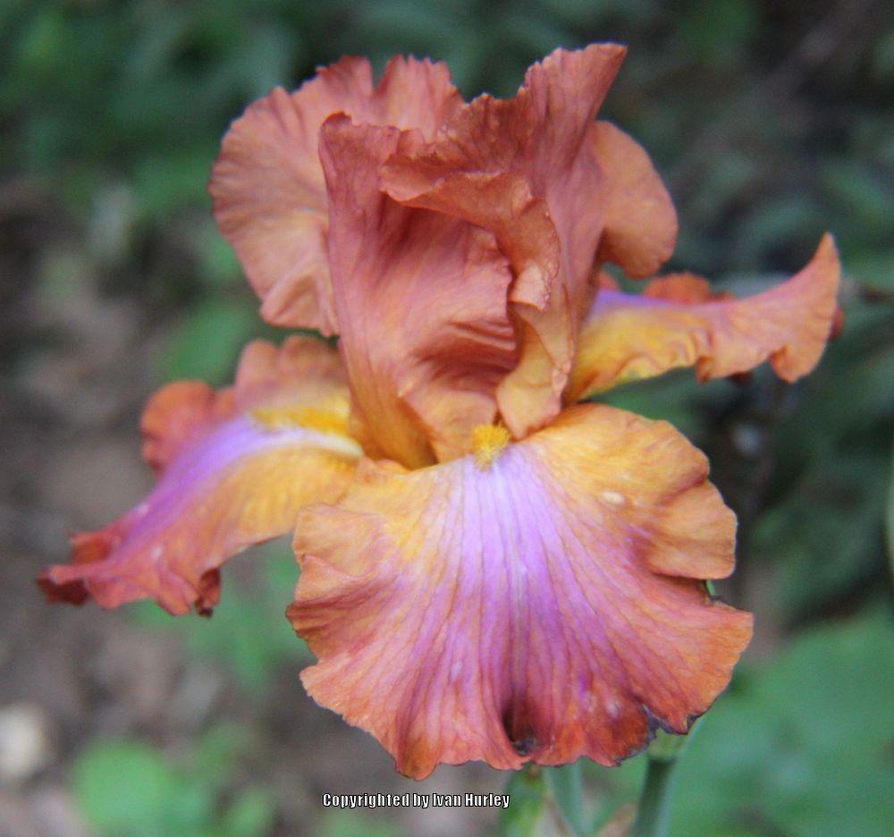 Photo of Tall Bearded Iris (Iris 'Terre de Feu') uploaded by Ivan_N_Tx