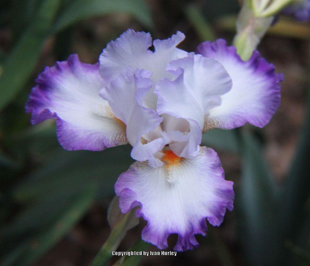 Photo of Tall Bearded Iris (Iris 'Conjuration') uploaded by Ivan_N_Tx