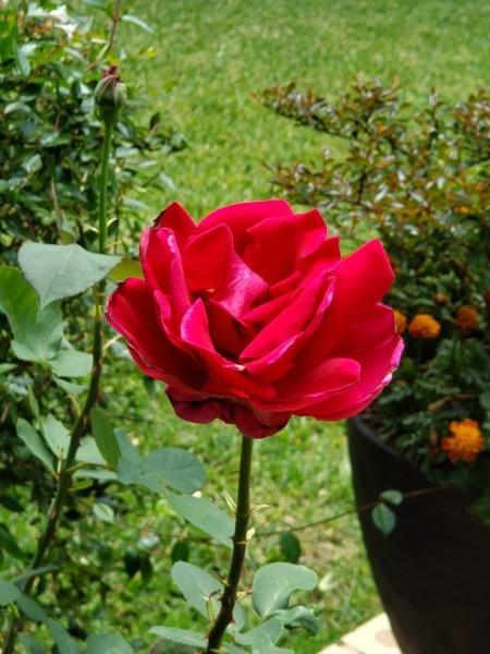 Photo of Hybrid Tea Rose (Rosa 'Mister Lincoln') uploaded by LindsayG