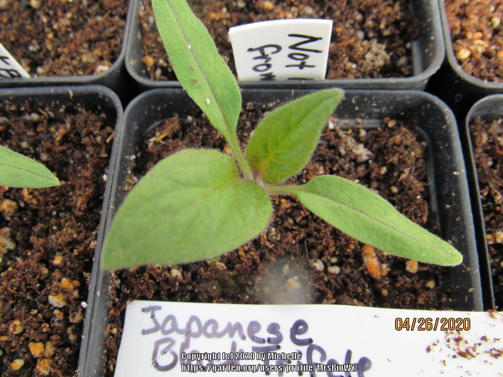 Photo of Tomato (Solanum lycopersicum 'Japanese Trifele Black') uploaded by MrsBinWY
