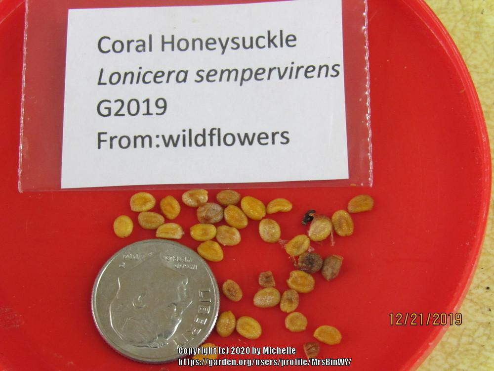 Photo of Coral Honeysuckle (Lonicera sempervirens) uploaded by MrsBinWY