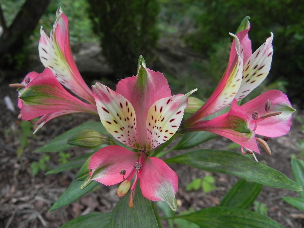 Photo of Peruvian Lily (Alstroemeria 'Freedom') uploaded by SL_gardener