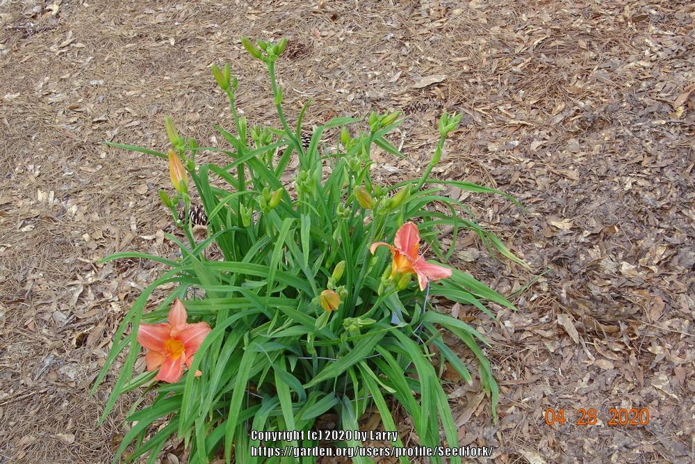 Photo of Daylily (Hemerocallis 'South Seas') uploaded by Seedfork