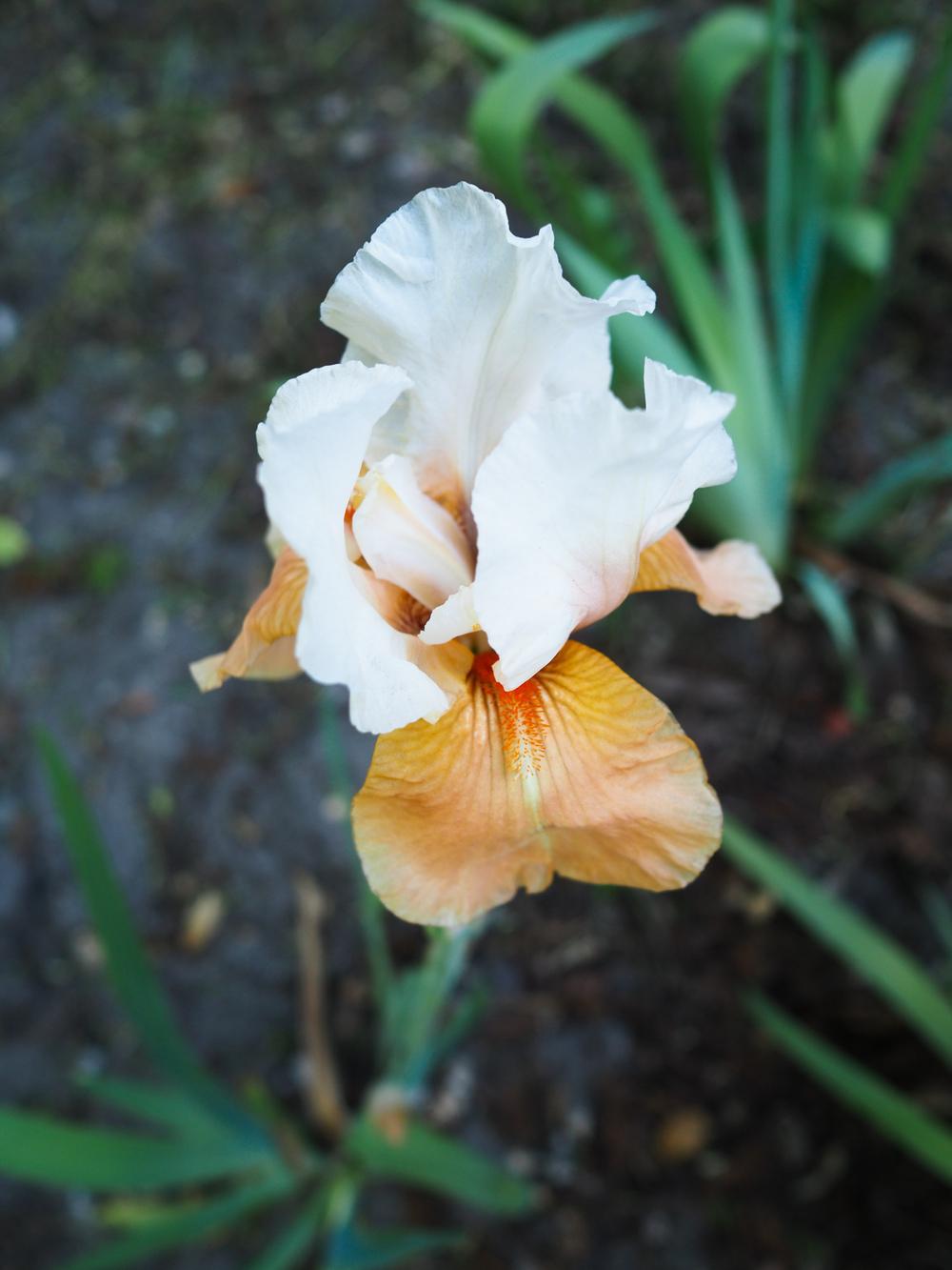 Photo of Tall Bearded Iris (Iris 'Invitation') uploaded by This_is_katana