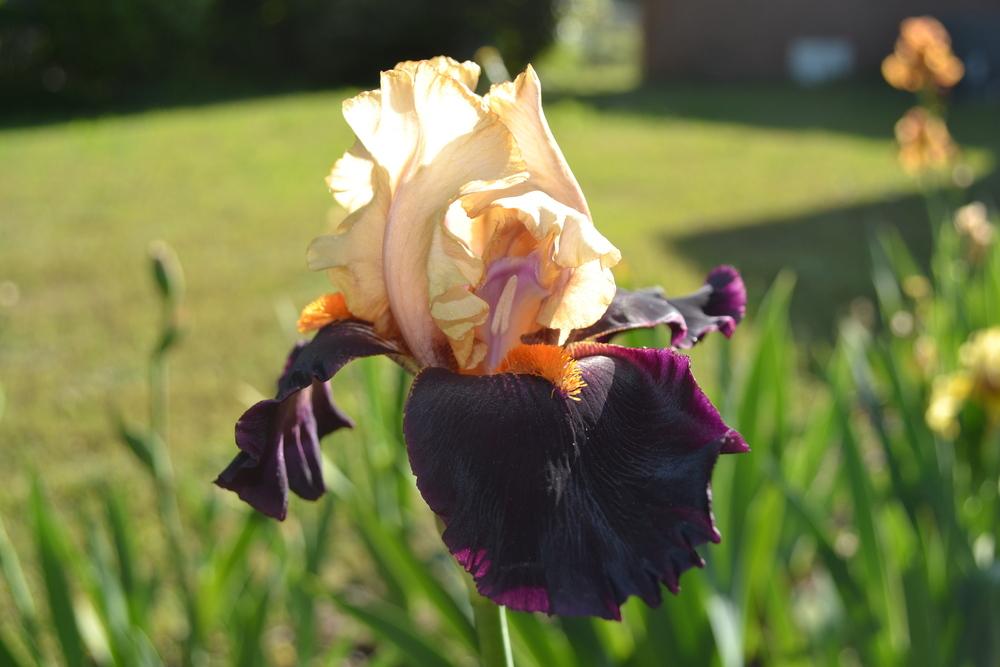 Photo of Tall Bearded Iris (Iris 'Secret Service') uploaded by aikenforflowers