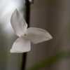 Lemeltonia acosta-solisii bloom