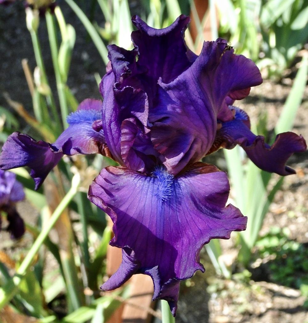 Photo of Tall Bearded Iris (Iris 'Gypsy Romance') uploaded by golden_goddess