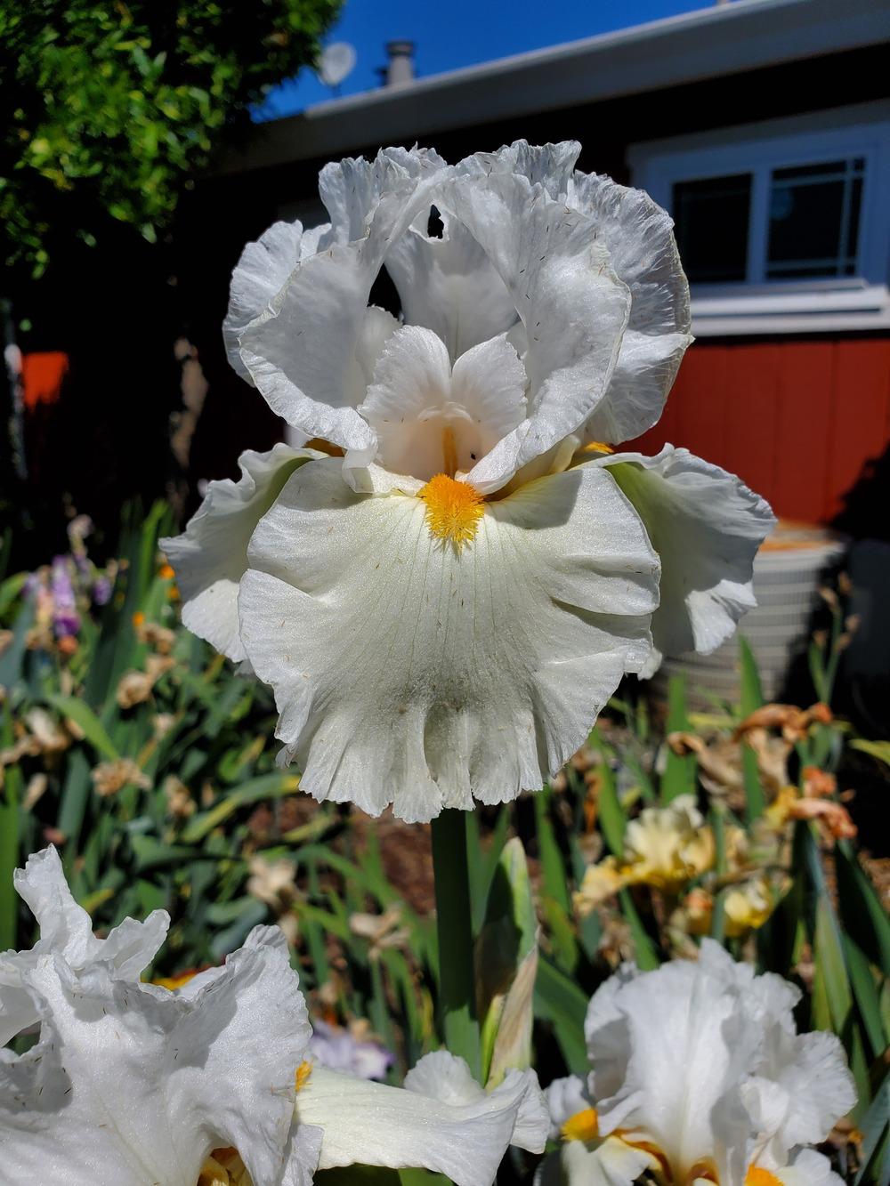 Photo of Tall Bearded Iris (Iris 'Lark Ascending') uploaded by jigs1968