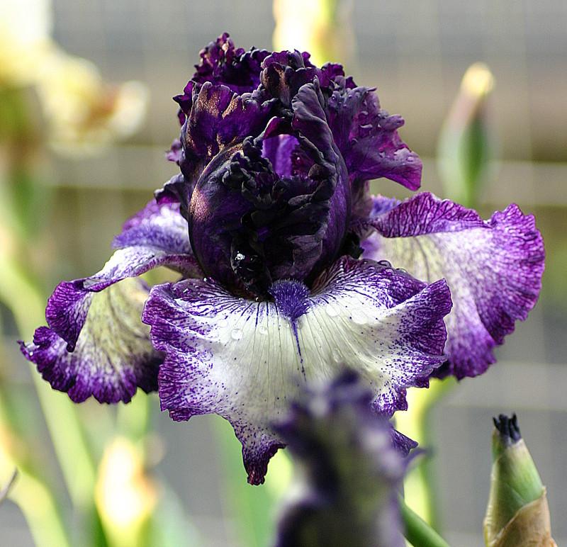 Photo of Tall Bearded Iris (Iris 'Grapetizer') uploaded by loosertora