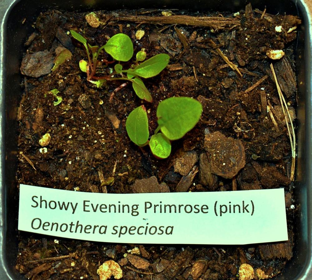 Photo of Pink Evening Primrose (Oenothera speciosa) uploaded by mmolyson