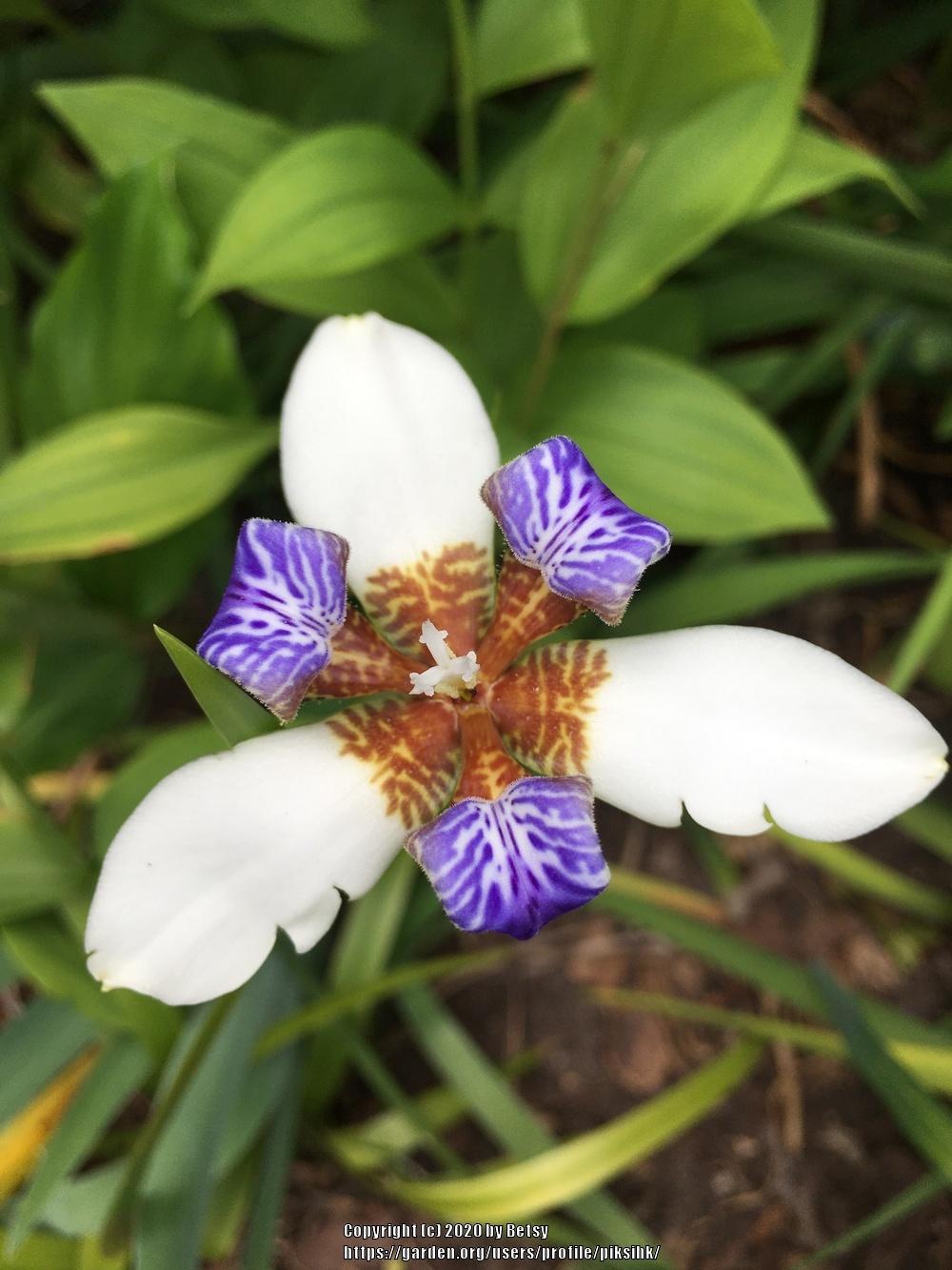 Photo of Walking Iris (Trimezia gracilis) uploaded by piksihk