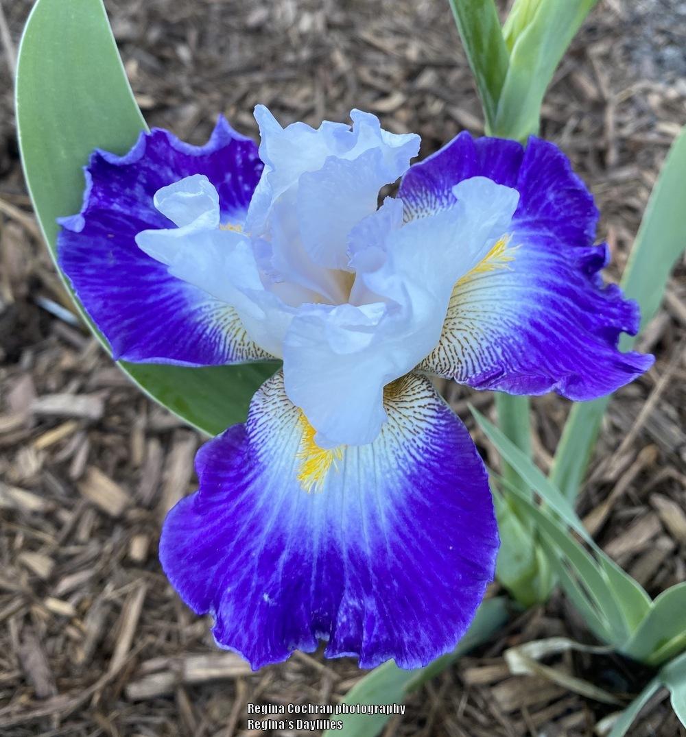 Photo of Tall Bearded Iris (Iris 'Like Wow') uploaded by scflowers