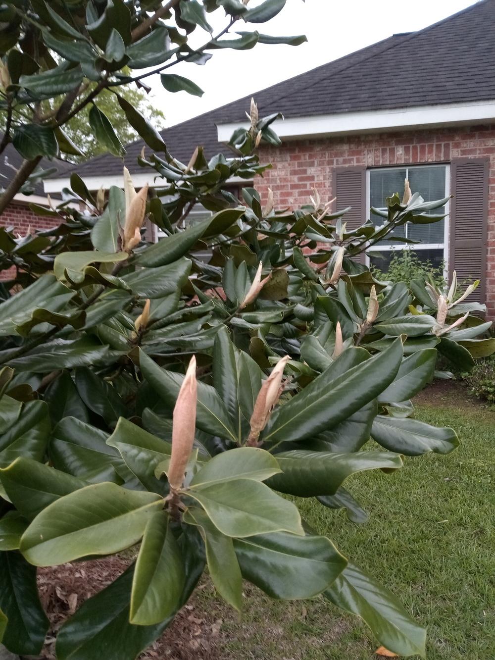 Photo of Southern Magnolia (Magnolia grandiflora) uploaded by tabbycat