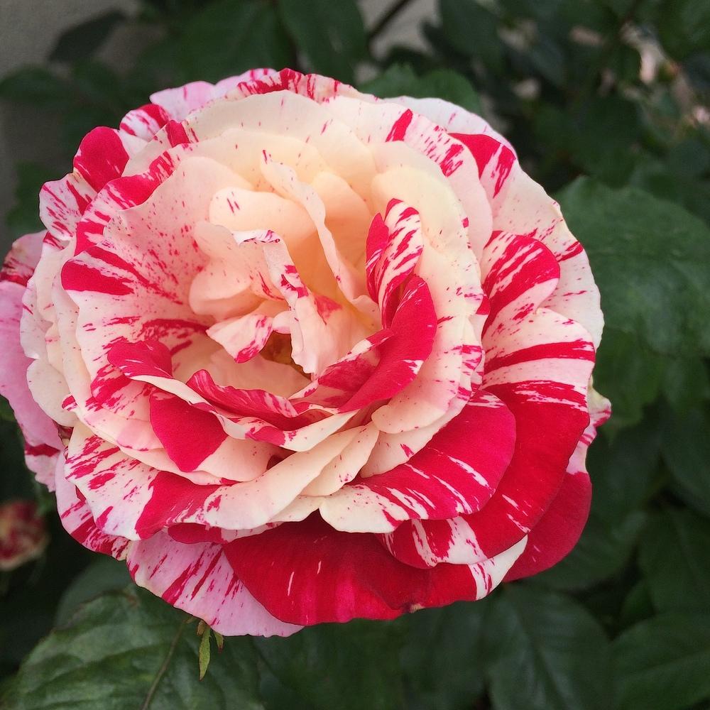 Photo of Rose (Rosa 'Scentimental') uploaded by Betja