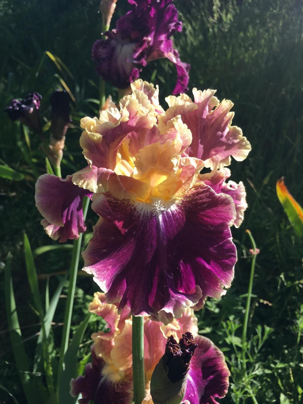 Photo of Tall Bearded Iris (Iris 'Montmartre') uploaded by Calif_Sue