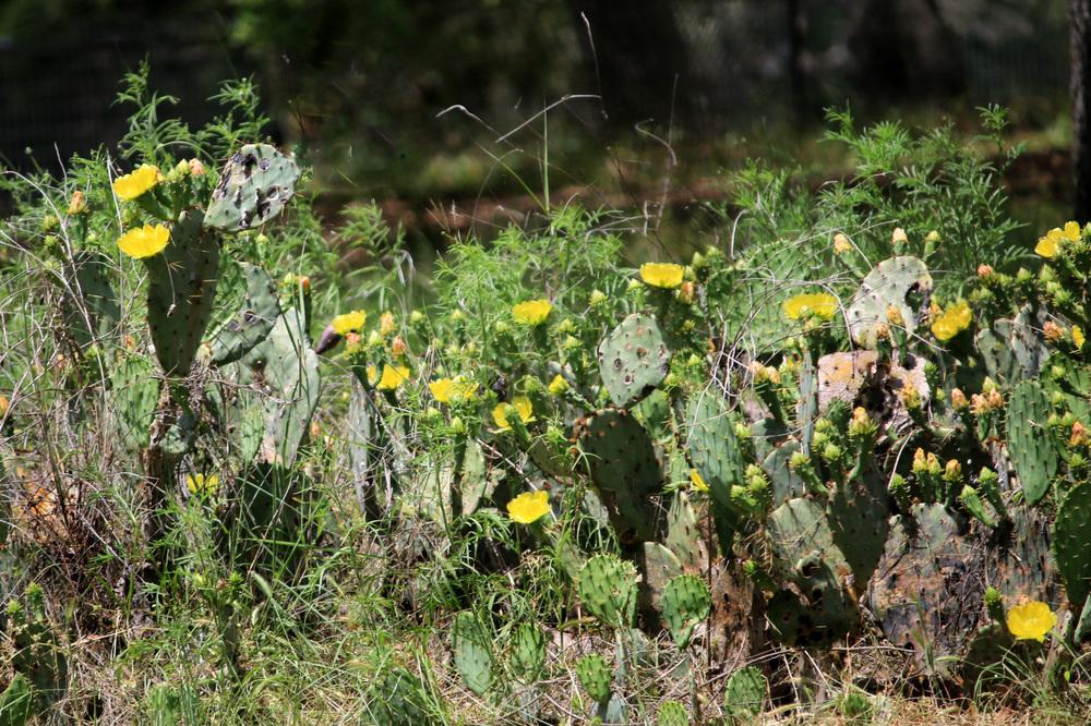 Photo of Prickly Pears (Opuntia) uploaded by GrammaChar