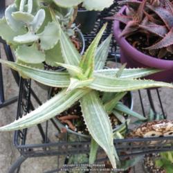 
Aloe maculata saponaria variegata