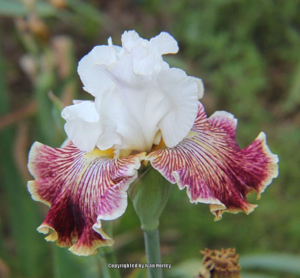 Photo of Tall Bearded Iris (Iris 'Scatterbrain') uploaded by Ivan_N_Tx