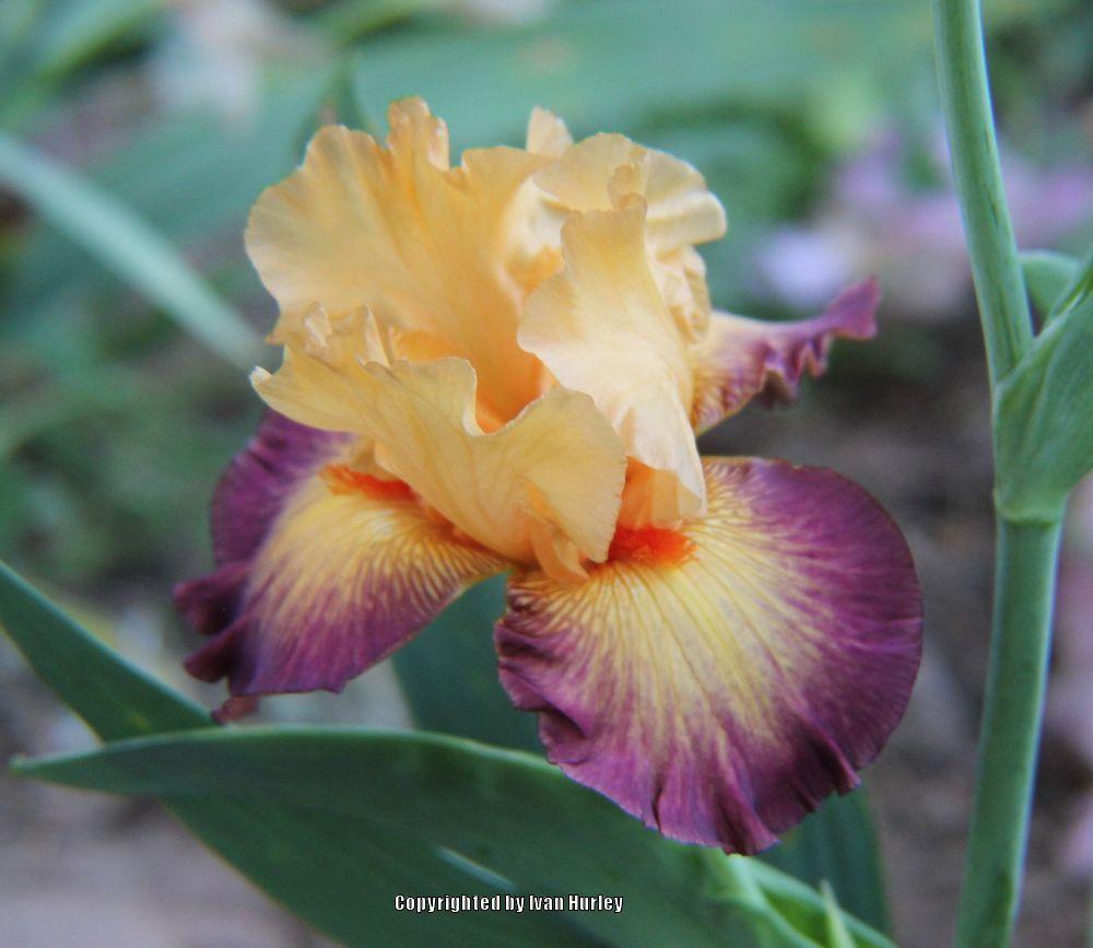Photo of Tall Bearded Iris (Iris 'Jazz Band') uploaded by Ivan_N_Tx