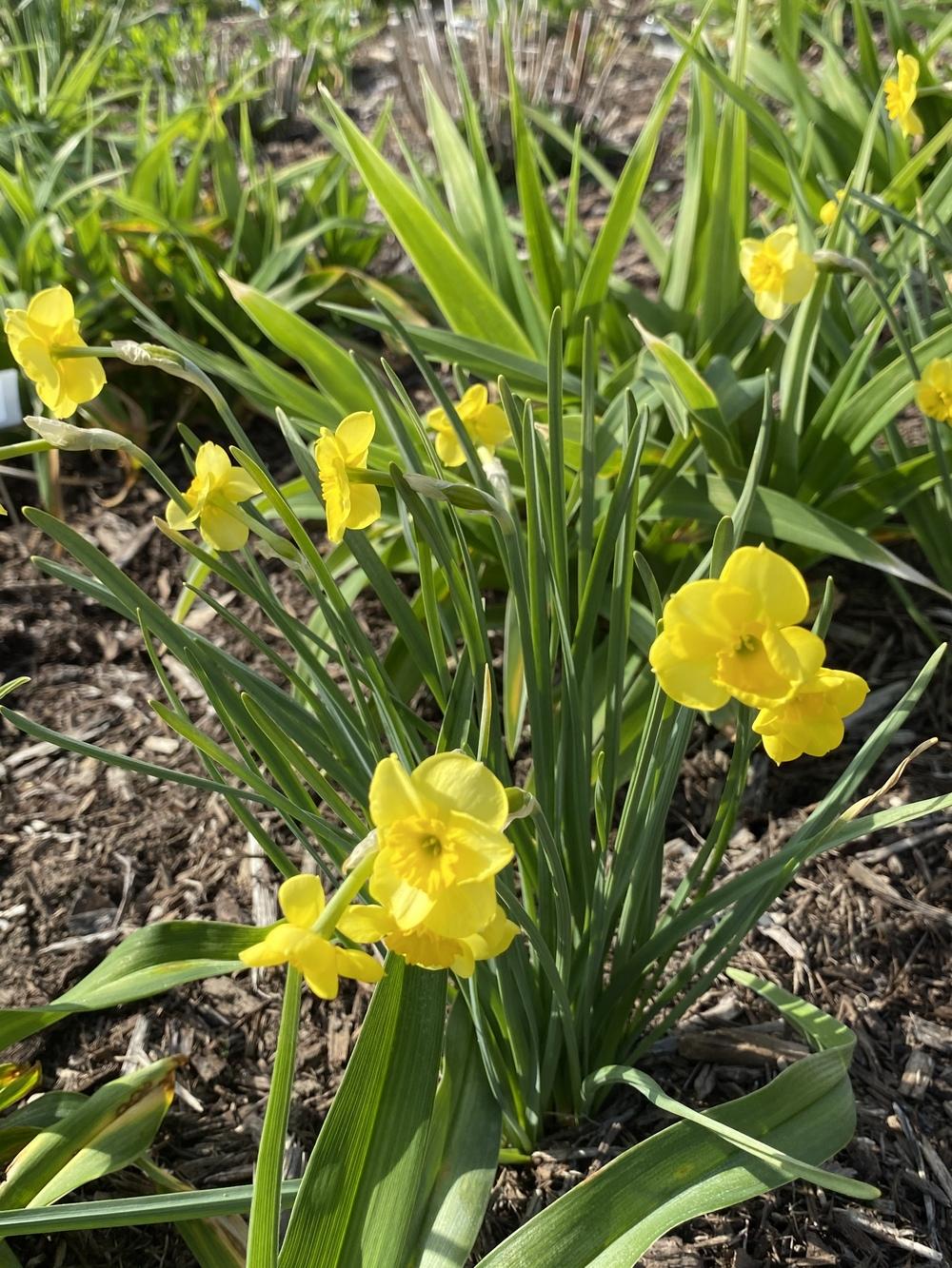 Photo of Jonquilla Daffodil (Narcissus 'Sun Disc') uploaded by Legalily