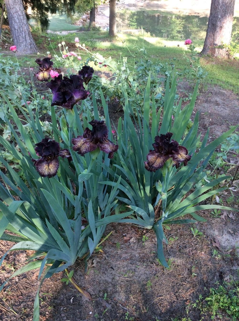 Photo of Tall Bearded Iris (Iris 'Drama Queen') uploaded by Maxmom98