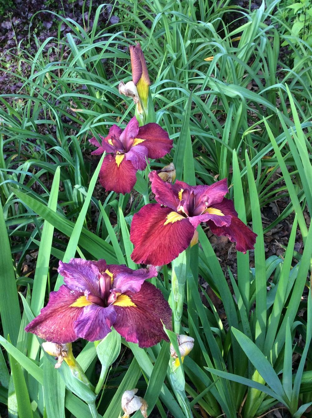 Photo of Louisiana Iris (Iris 'Ann Chowning') uploaded by Maxmom98