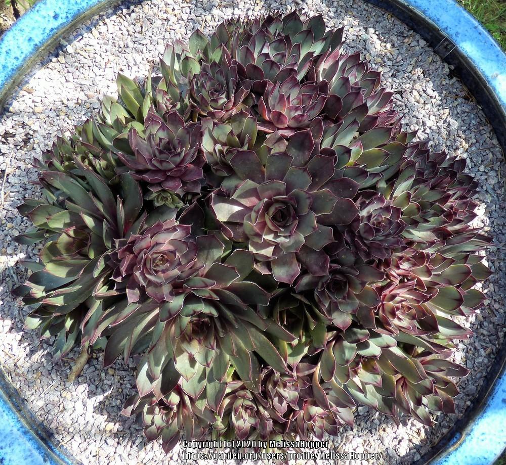Photo of Hen and Chicks (Sempervivum 'Frost and Flame') uploaded by MelissaHopper