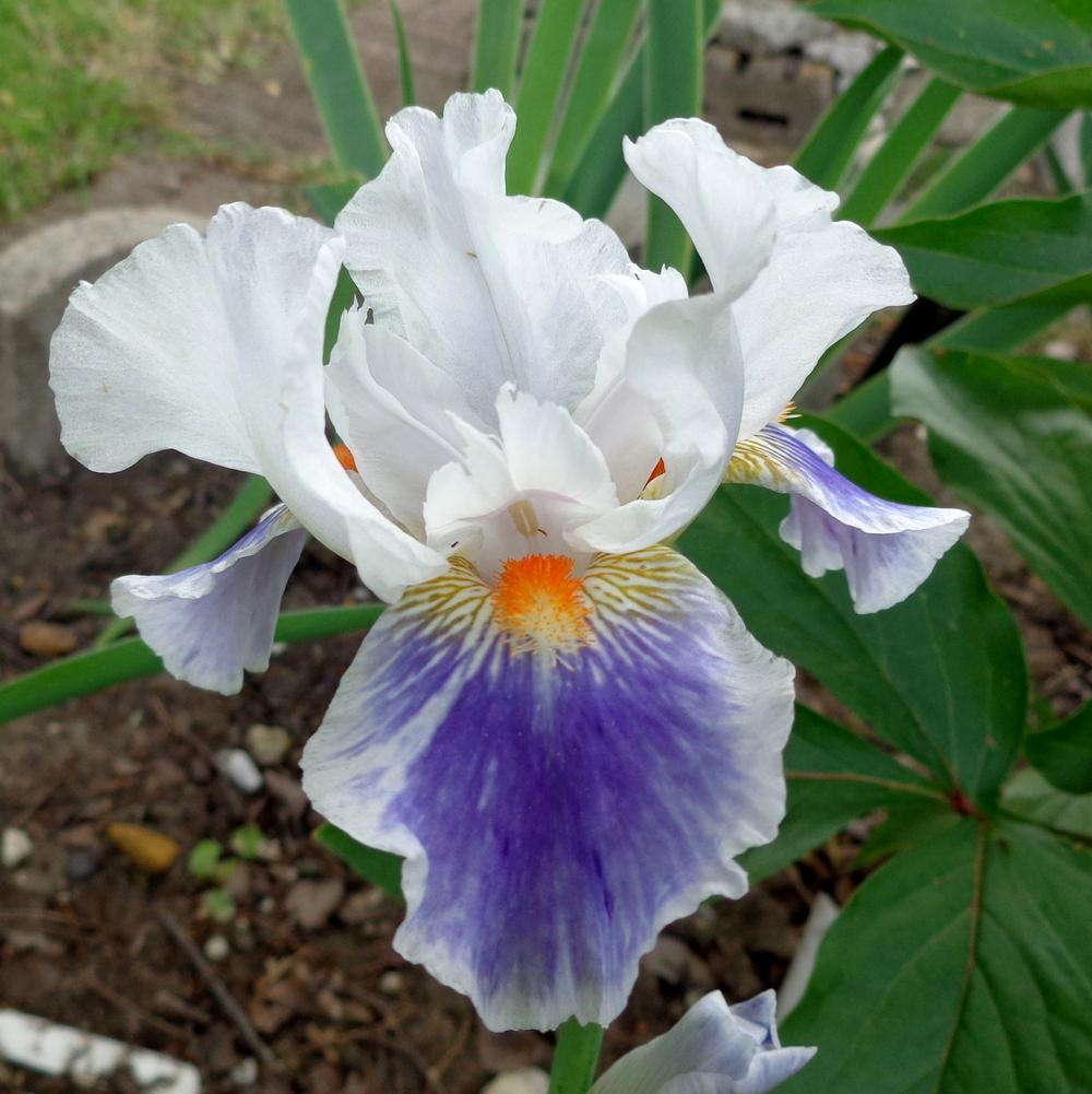 Photo of Intermediate Bearded Iris (Iris 'American Patriot') uploaded by lovemyhouse