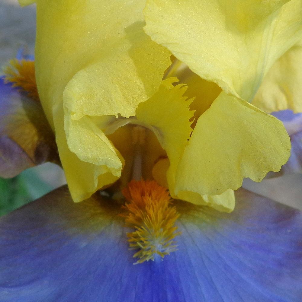 Photo of Tall Bearded Iris (Iris 'Gambling Man') uploaded by lovemyhouse
