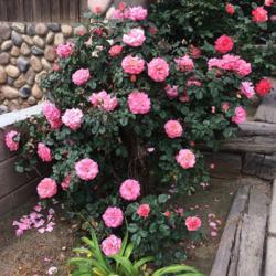 Location: My garden in Bakersfield, CA
Date: 2020-04-20