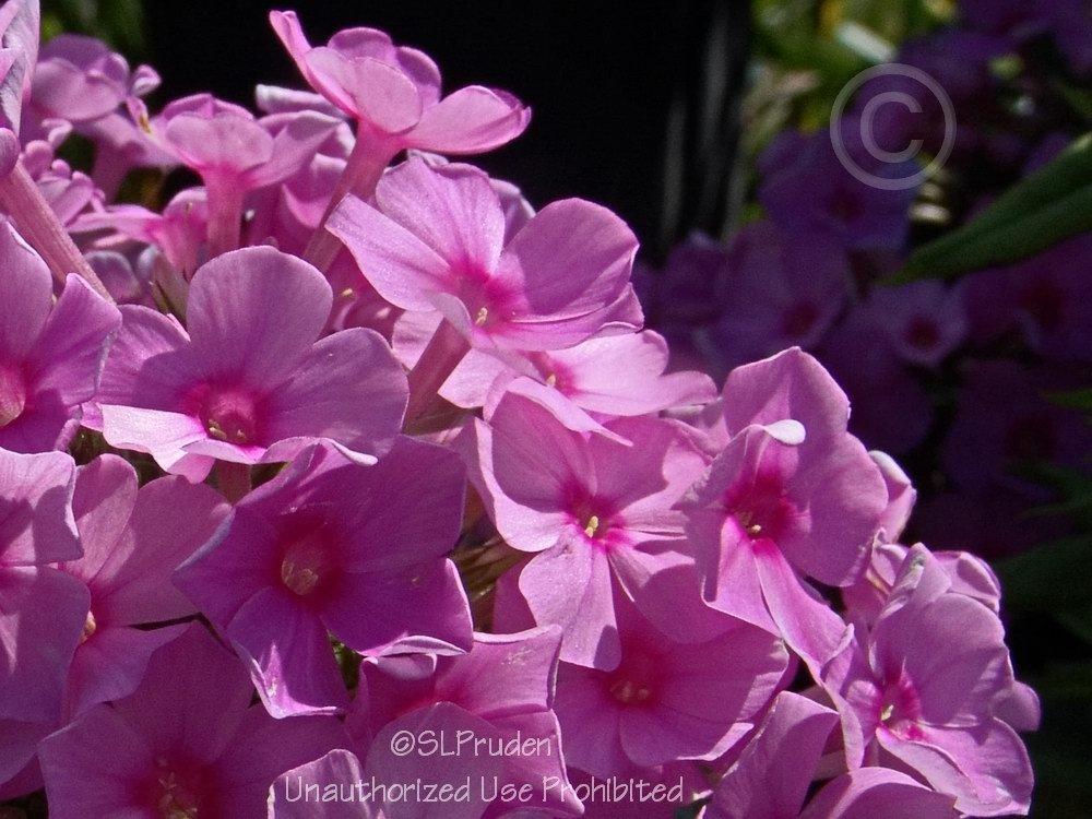 Photo of Garden Phlox (Phlox paniculata Flame™ Pink) uploaded by DaylilySLP