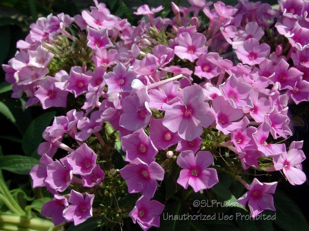 Photo of Garden Phlox (Phlox paniculata Flame™ Pink) uploaded by DaylilySLP