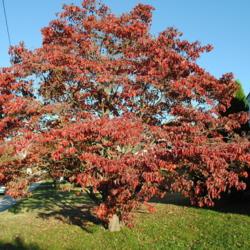 Location: Downingtown, Pennsylvania
Date: 2010-10-28
mature tree in fall colour
