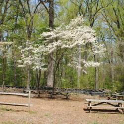 Location: northern Delaware
Date: 2020-04-29
wild tree at Brandywine Creek State Park in bloom
