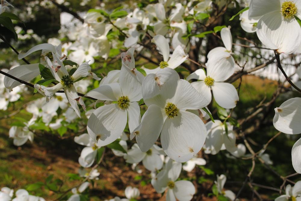 Photo of Flowering Dogwood (Cornus florida) uploaded by ILPARW