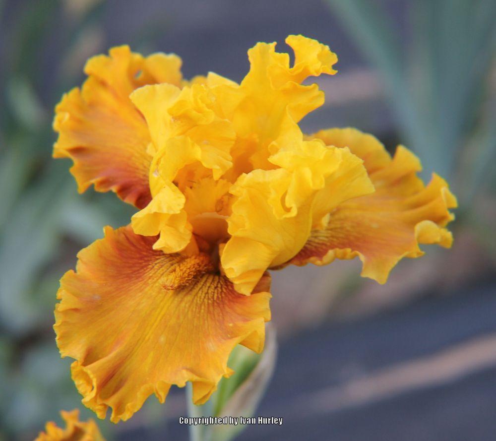 Photo of Tall Bearded Iris (Iris 'Blazing Beacon') uploaded by Ivan_N_Tx