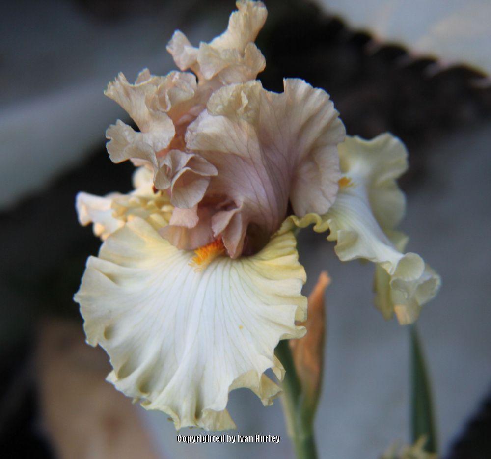 Photo of Tall Bearded Iris (Iris 'Colourable') uploaded by Ivan_N_Tx