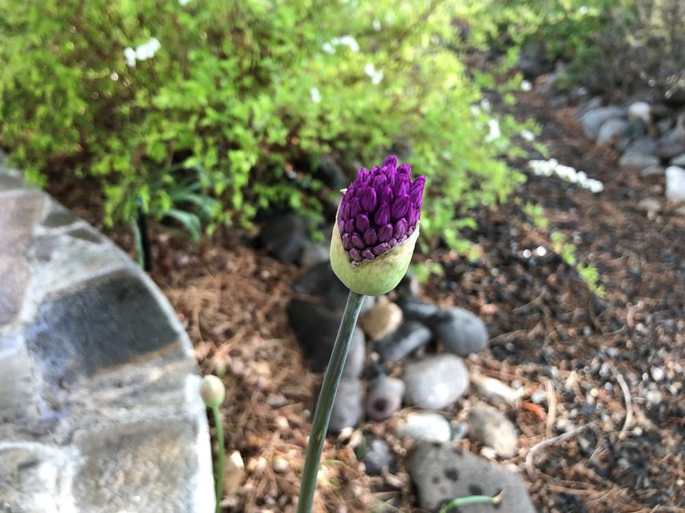 Photo of Flowering Onion (Allium 'Purple Sensation') uploaded by JeffLoflinECV