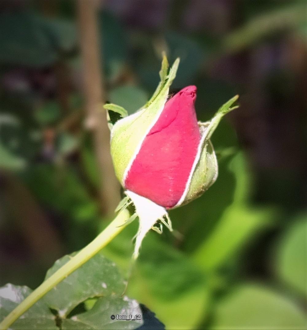 Photo of Roses (Rosa) uploaded by Tom_F_GA